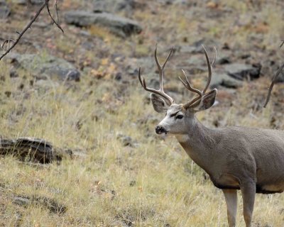 Deer, Mule, Buck-100507-RMNP, Beaver Meadows-#0344.jpg