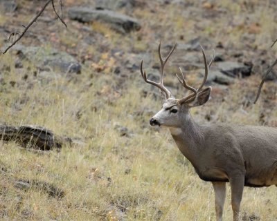 Deer, Mule, Buck-100507-RMNP, Beaver Meadows-#0350.jpg