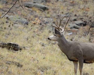 Deer, Mule, Buck-100507-RMNP, Beaver Meadows-#0357.jpg