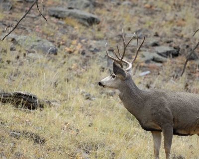 Deer, Mule, Buck-100507-RMNP, Beaver Meadows-#0358.jpg