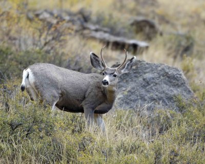 Deer, Mule, Buck-100507-RMNP, Beaver Meadows-#0361.jpg