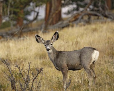 Deer, Mule, Fawn-100507-RMNP, Beavers Meadow-#0076.jpg