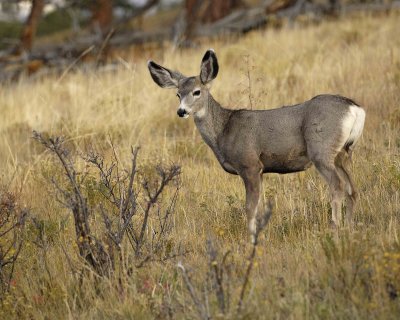Deer, Mule, Fawn-100507-RMNP, Beavers Meadow-#0077.jpg