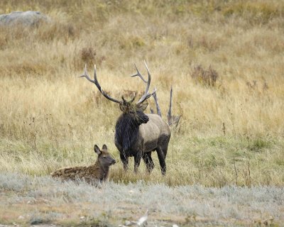 Elk, Bull & Calf-100607-RMNP, Moraine Park-#0127.jpg