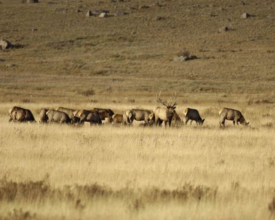 Elk, Bull & Harem-100507-RMNP, Moraine Park-#0458.jpg