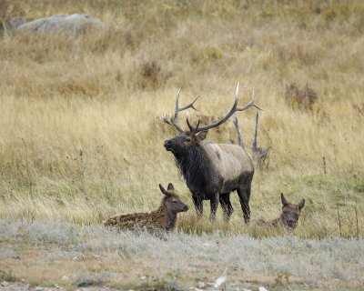 Elk, Bull, 2 Calves-100607-RMNP, Moraine Park-#0106.jpg