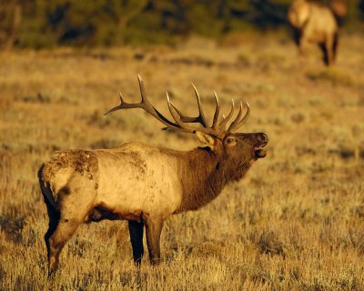 Elk, Bull, Bugling, at Sunrise-100607-RMNP, Beaver Meadows-#0024.jpg