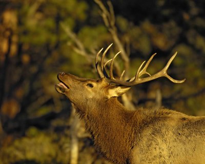 Elk, Bull, Bugling, at Sunrise-100607-RMNP, Beaver Meadows-#0039.jpg