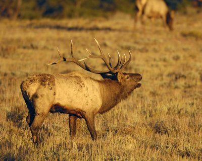 Elk, Bull, at Sunrise-100607-RMNP, Beaver Meadows-#0008.jpg