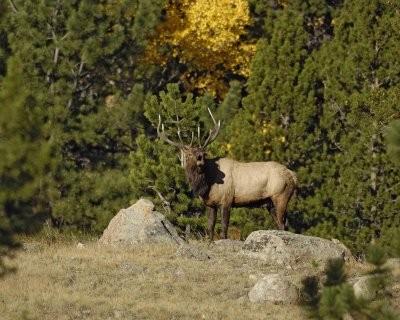 Elk, Bull, bugling-100707-RMNP, West Horseshoe Park-#0232.jpg