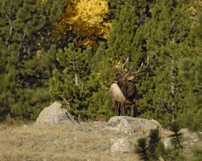 Elk, Bull, bugling-100707-RMNP, West Horseshoe Park-#0266.jpg