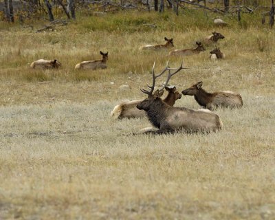 Elk, Bull, w harem-100607-RMNP, Moraine Park-#0320.jpg
