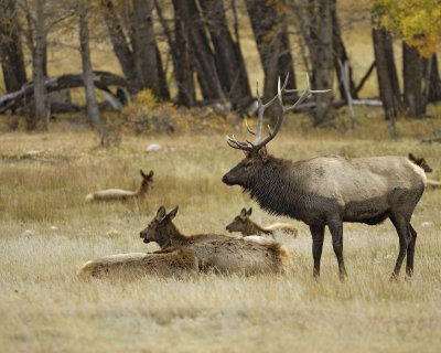 Elk, Bull, w harem-100607-RMNP, Moraine Park-#0351.jpg