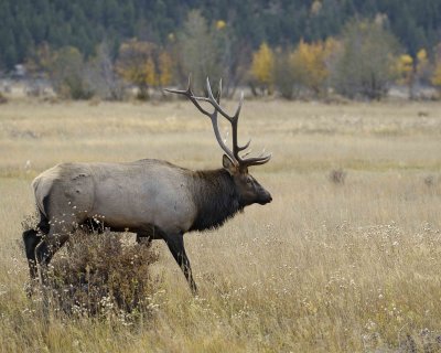 Elk, Bull-100507-RMNP, Moraine Park-#0192.jpg