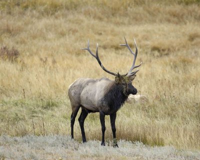 Elk, Bull-100607-RMNP, Moraine Park-#0138.jpg