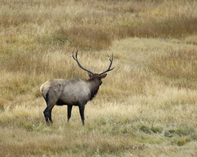 Elk, Bull-100607-RMNP, Moraine Park-#0143.jpg