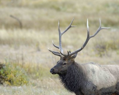 Elk, Bull-100607-RMNP, Moraine Park-#0214.jpg
