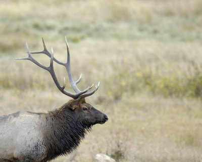 Elk, Bull-100607-RMNP, Moraine Park-#0220.jpg