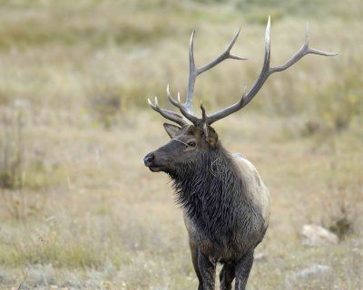 Elk, Bull-100607-RMNP, Moraine Park-#0225.jpg