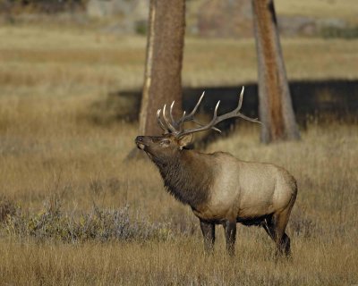 Elk, Bull-100707-RMNP, West Horseshoe Park-#0211.jpg