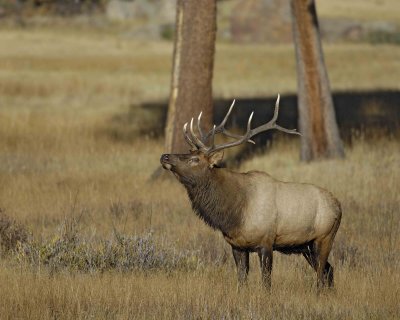 Elk, Bull-100707-RMNP, West Horseshoe Park-#0213.jpg