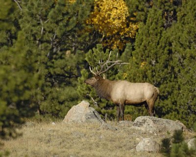 Elk, Bull-100707-RMNP, West Horseshoe Park-#0224.jpg
