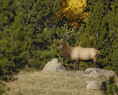 Elk, Bull-100707-RMNP, West Horseshoe Park-#0229.jpg