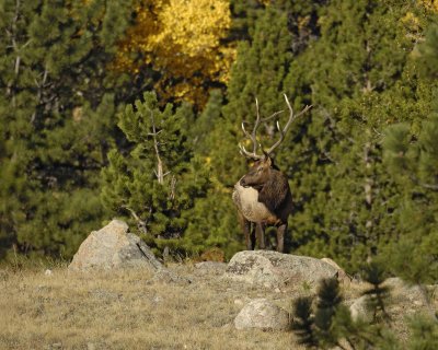 Elk, Bull-100707-RMNP, West Horseshoe Park-#0260.jpg