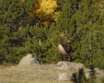 Elk, Bull-100707-RMNP, West Horseshoe Park-#0264.jpg
