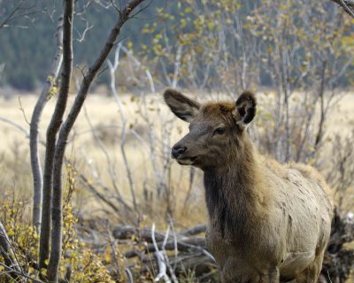 Elk, Calf-100507-RMNP, Moraine Park-#0199.jpg