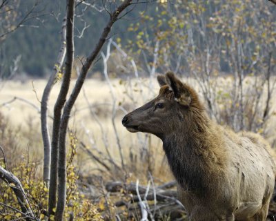 Elk, Calf-100507-RMNP, Moraine Park-#0201.jpg