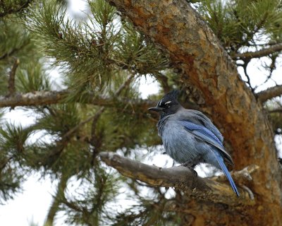 Jay, Steller's-100507-RMNP, Timber Creek-#0115.jpg