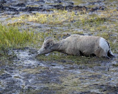 Sheep, Rocky Mountain, Ewe-100507-RMNP, Sheep Lakes-#0221.jpg