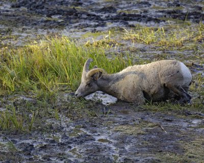 Sheep, Rocky Mountain, Ewe-100507-RMNP, Sheep Lakes-#0226.jpg