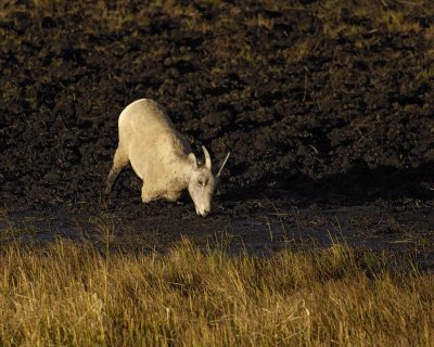 Sheep, Rocky Mountain, Ewe-100507-RMNP, Sheep Lakes-#0252.jpg