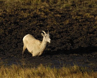 Sheep, Rocky Mountain, Ewe-100507-RMNP, Sheep Lakes-#0258.jpg