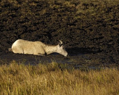 Sheep, Rocky Mountain, Ewe-100507-RMNP, Sheep Lakes-#0266.jpg