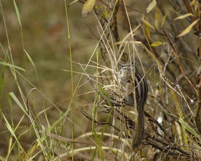 Squirrel, Golden Mantle Ground, eating Grass Seed-100507-RMNP, Timber Creek-#0129.jpg