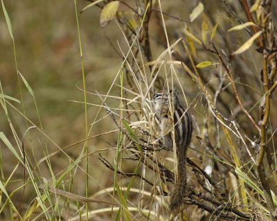 Squirrel, Golden Mantle Ground, eating Grass Seed-100507-RMNP, Timber Creek-#0130.jpg