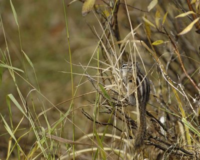 Squirrel, Golden Mantle Ground, eating Grass Seed-100507-RMNP, Timber Creek-#0131.jpg