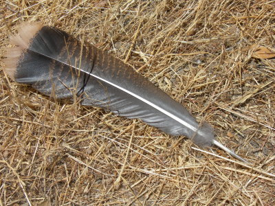 sunol_regional_wilderness