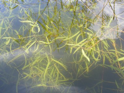 san_gabriel_river_good_water_trail