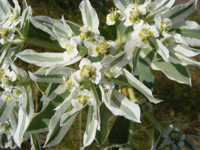 DSCF0505.JPG