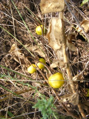 DSCF0507.JPG