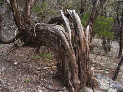 turkey_creek_trail