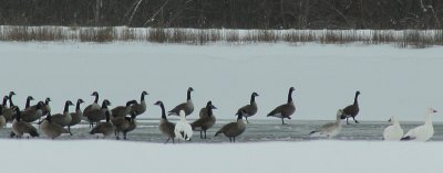 IMG_4847 geese, Canada and snow