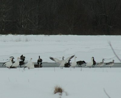 IMG_4882 Canada and snow geese