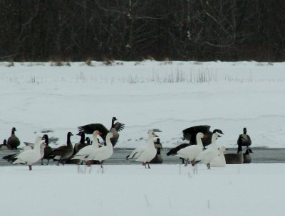 IMG_4885 Canada and snow geese