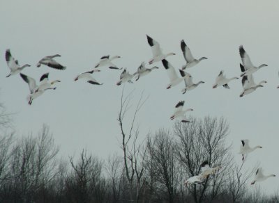 IMG_4896 snow geese