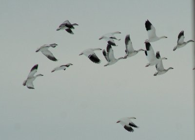 IMG_4897 snow geese